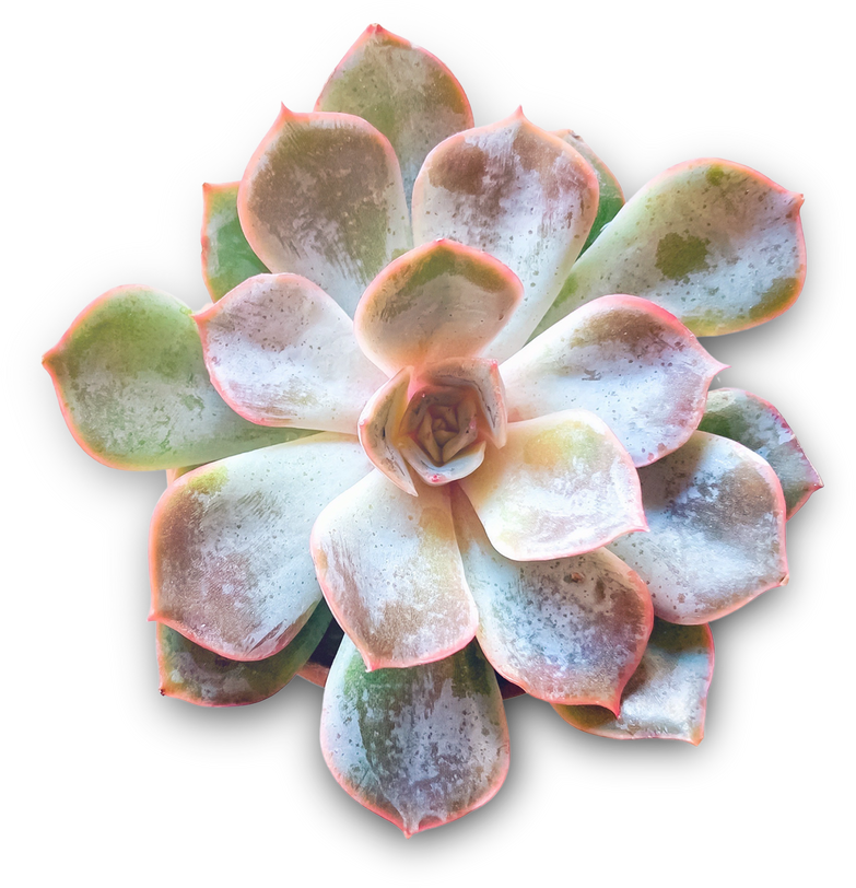 Isolated Succulent