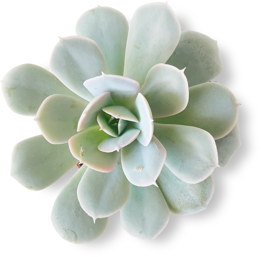 Succulent Isolated on White