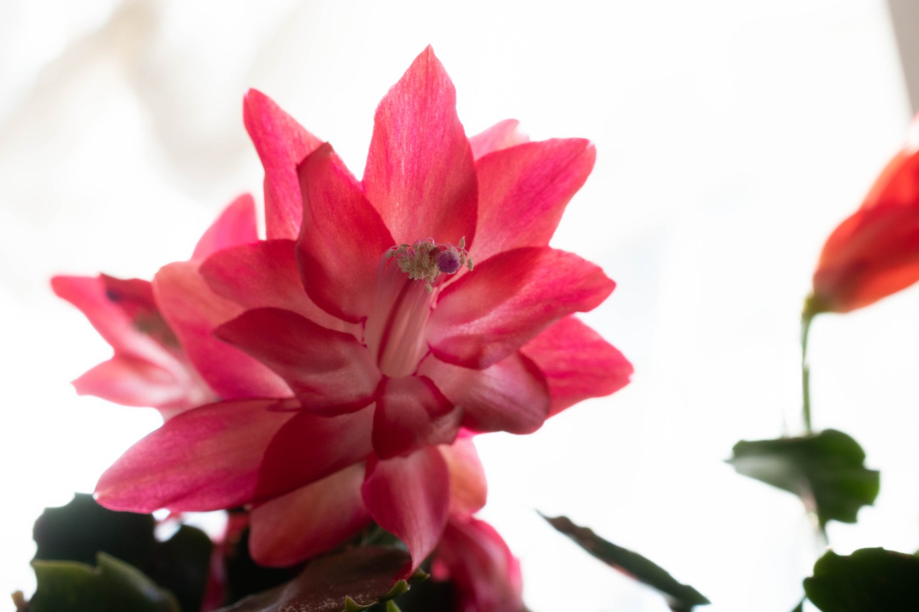 Red cactus flower by the windows